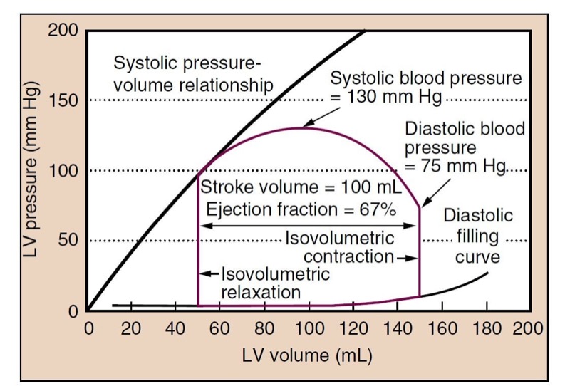 Clinical Cardiac and Pulmonary Physiology NYSORA